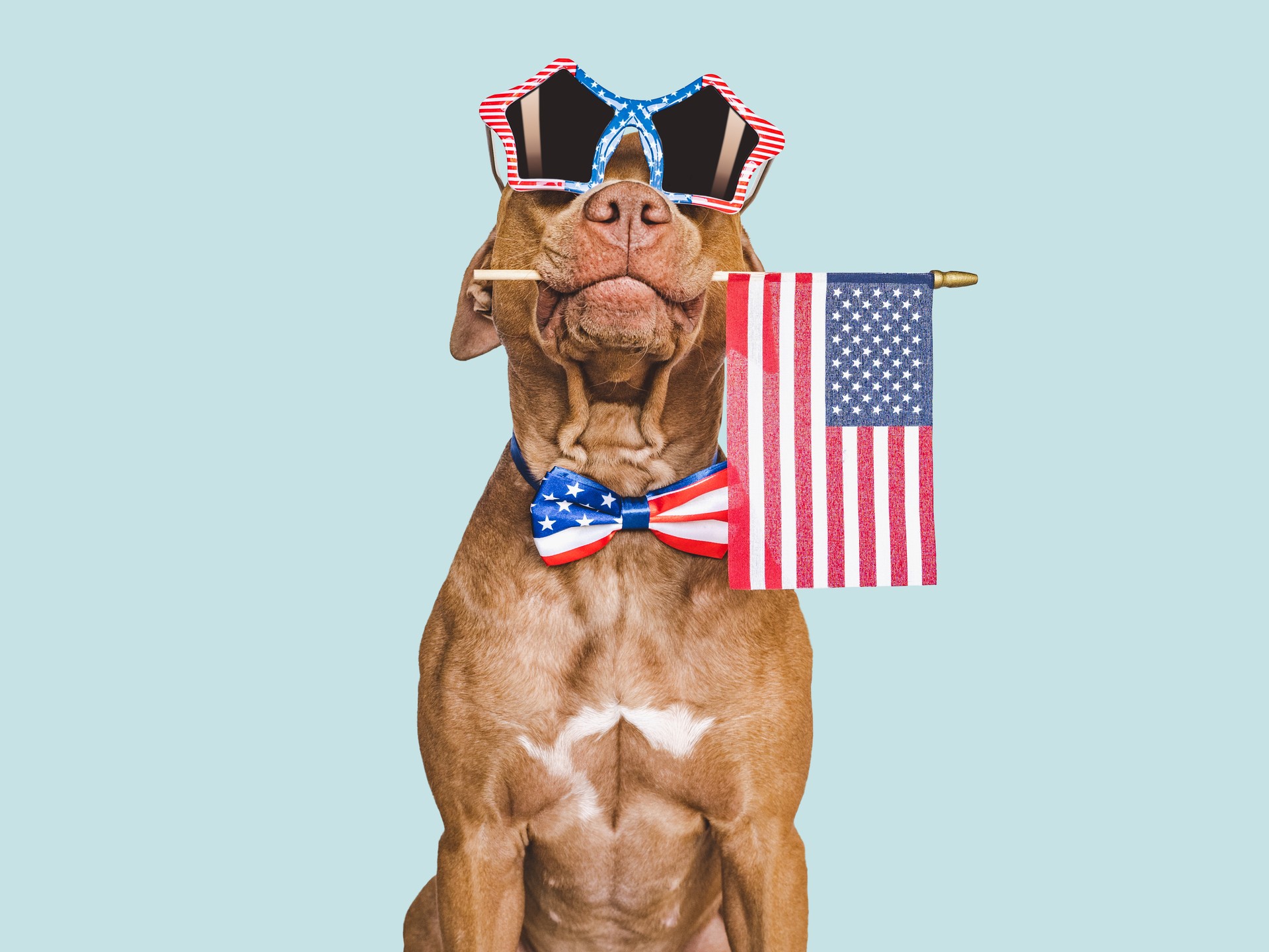 Cute brown puppy, sunglasses and American Flag